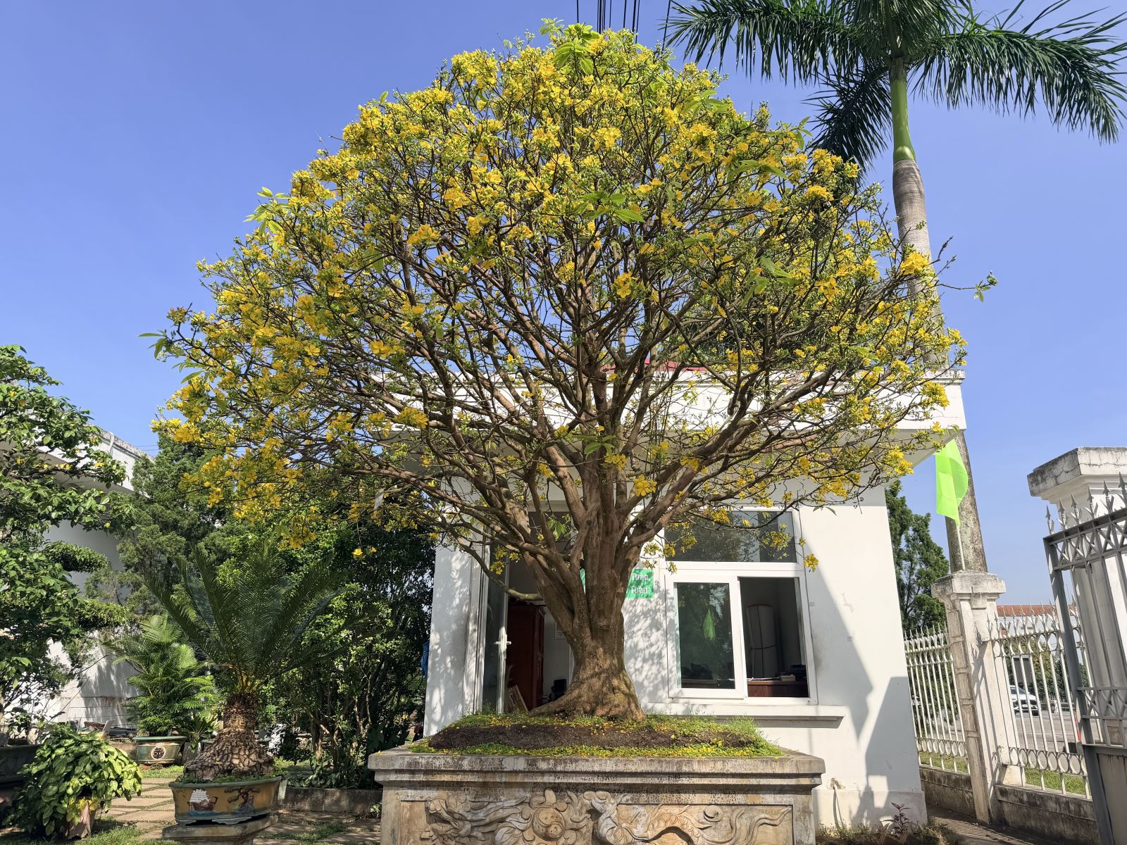 Brilliant Yellow Apricot and Ochna Serrulata Blossoms at Thien Tan B.O.T Toll Station Ahead of New Year 2026